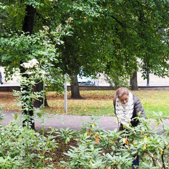Savanorė grėbia laukinės obels vaisius prie Sereikiškių parko centre esančio rožyno
