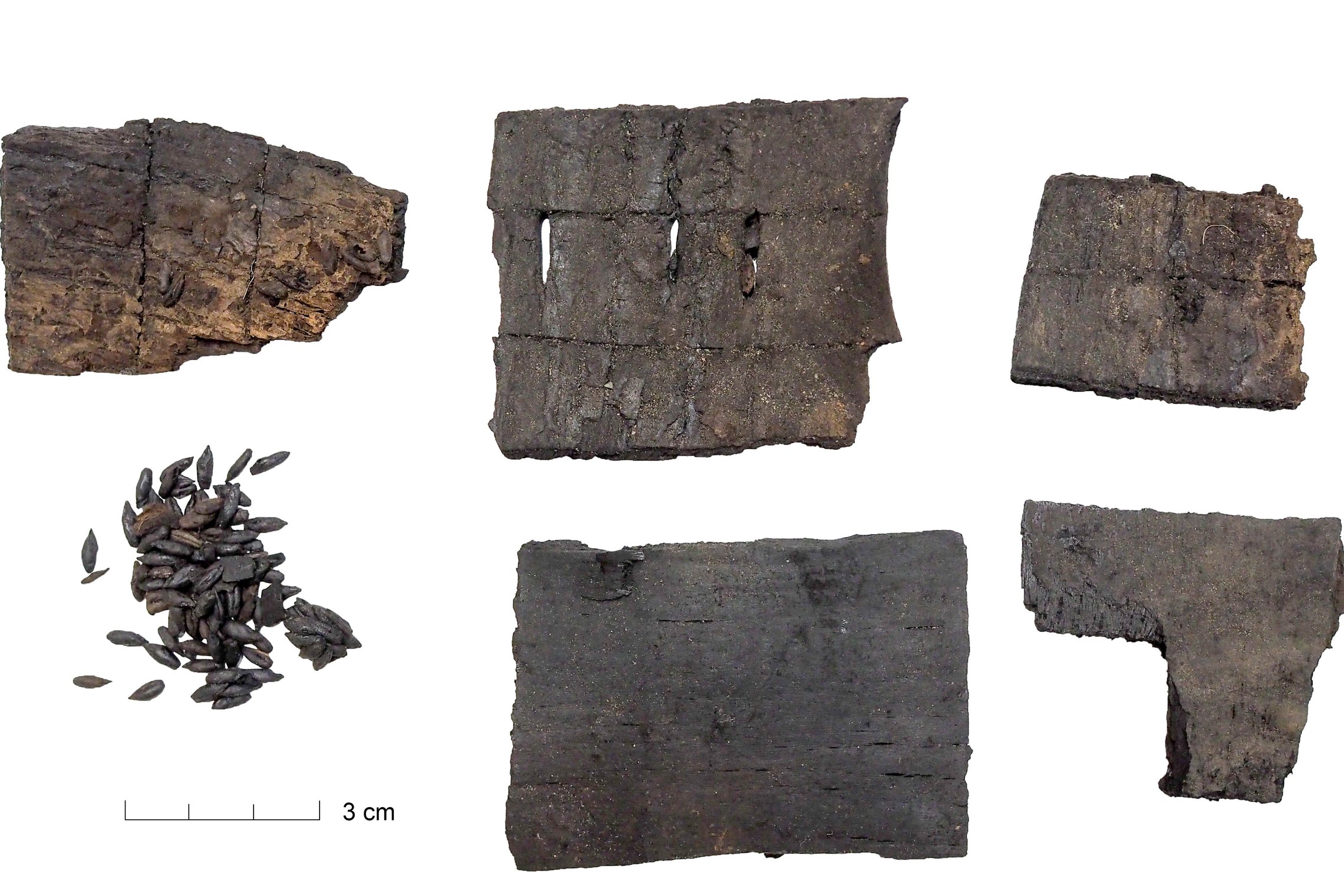 Archeologinių radinių nuotrauka baltame fone: keli tamsūs, apdegę ar suirusios medienos fragmentai su matomomis įpjovomis ir skylutėmis, šalia – nedidelė krūvelė smulkių sėklų ar grūdų.