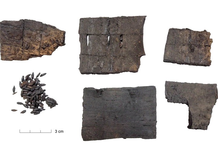 Archeologinių radinių nuotrauka baltame fone: keli tamsūs, apdegę ar suirusios medienos fragmentai su matomomis įpjovomis ir skylutėmis, šalia – nedidelė krūvelė smulkių sėklų ar grūdų.