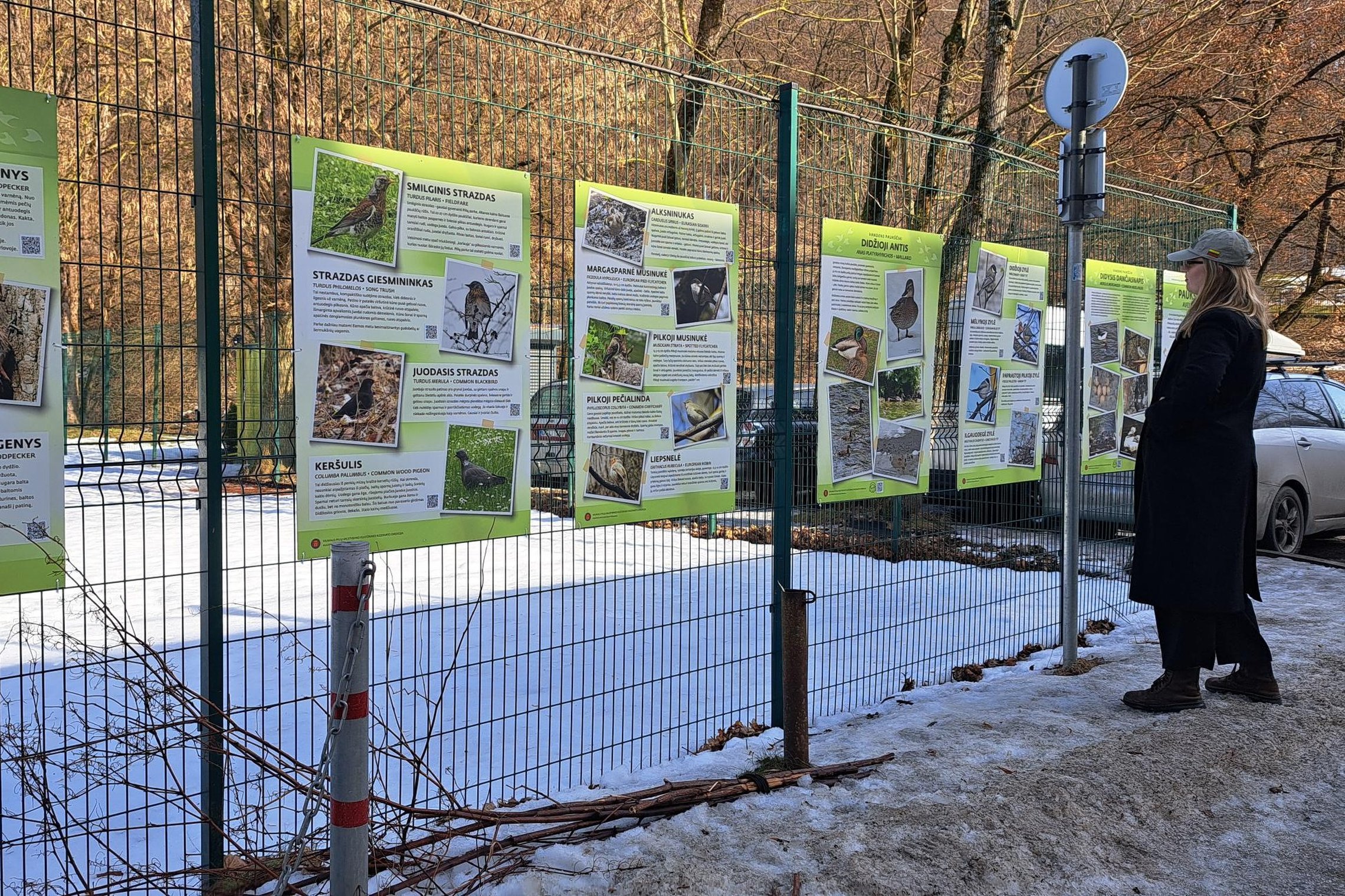 Žmonės apžiūri informacinius stendus su Vilniaus pilių teritorijoje gyvenančių paukščių nuotraukomis ir aprašais, pakabintus ant tvoros prie Bernardinų sodo teniso kortų, šalia Vilnelės, žiemą