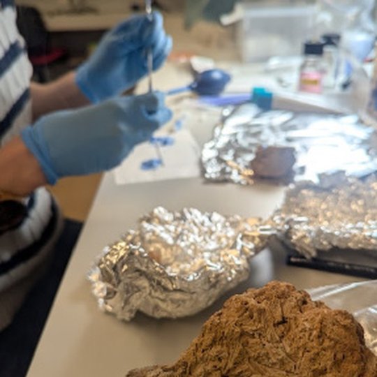 Molyje esančių augalų įspaudų silikono masės liejimo procesas bioarcheologijos laboratorijoje.